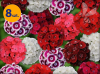 DIANTHUS BARBATUS SWEET MIX 8 SZTUK